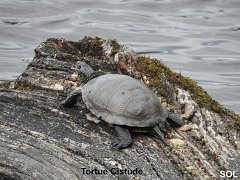 2018-06-16-Vierzon (66)